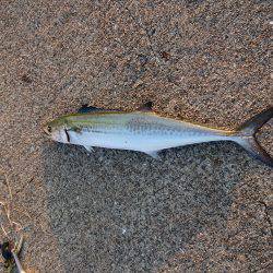 神戸 北公園 釣果