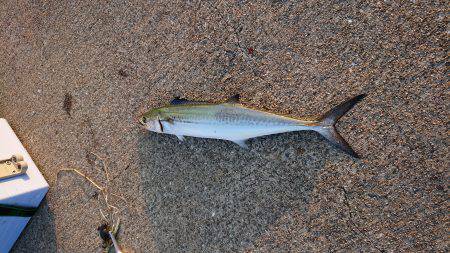 神戸 北公園 釣果