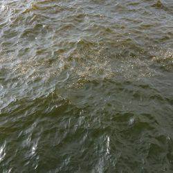 泉佐野 太刀魚調査