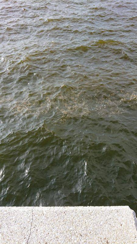 泉佐野 太刀魚調査