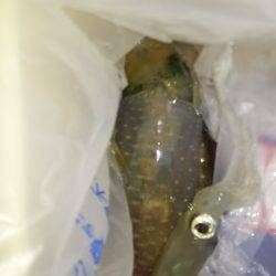 ケンサキ終盤アオリ序盤