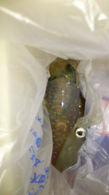 ケンサキ終盤アオリ序盤