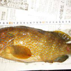 寒くなって釣れなくなったと思ったヤツが！