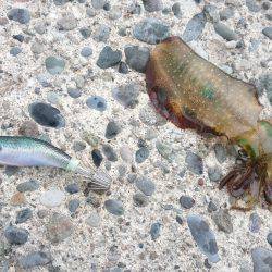 アオリとフクラギ