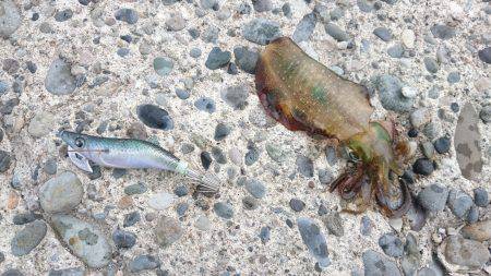 アオリとフクラギ