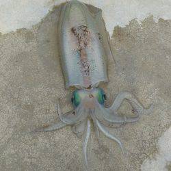 やりました。居着きのアオリイカ