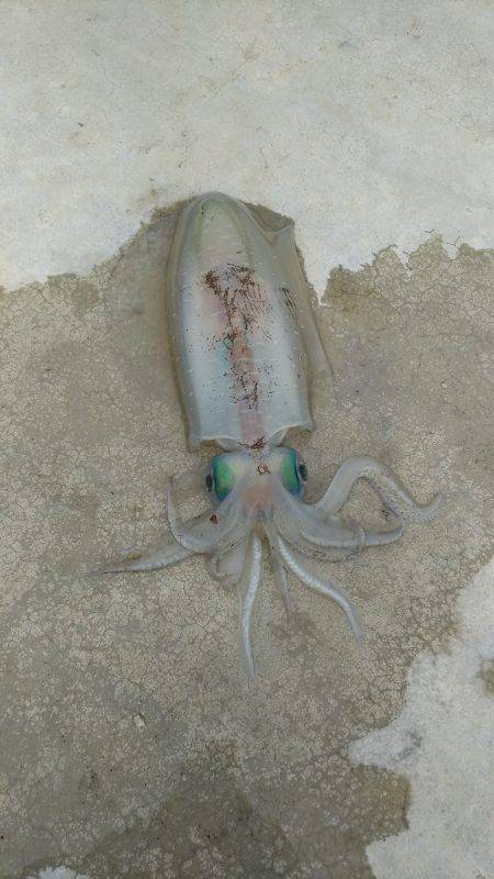 やりました。居着きのアオリイカ