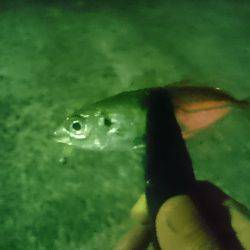 またまたアジング