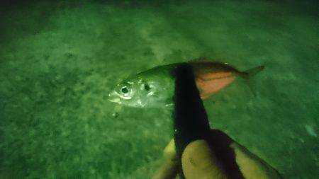 またまたアジング