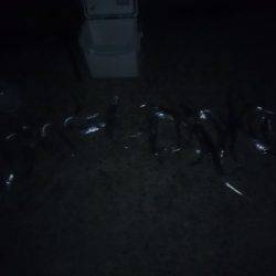 タチウオシーズン