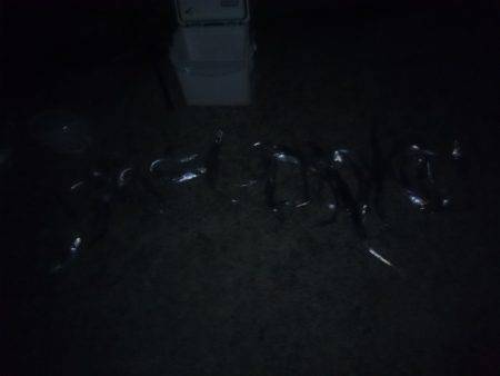 タチウオシーズン