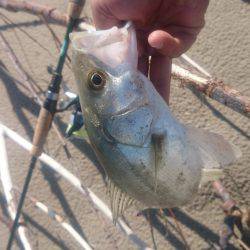 サーフシーバスデイゲーム