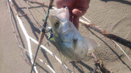 サーフシーバスデイゲーム