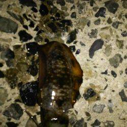 ナイターエギング