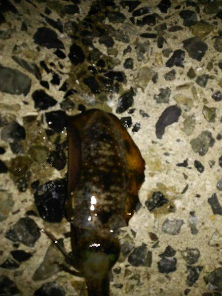 ナイターエギング