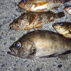 メバル狙いで❗