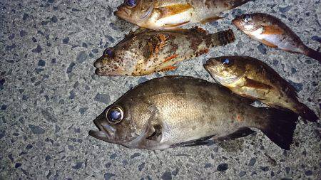 メバル狙いで❗