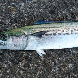 ひさびさの大物