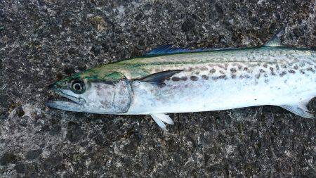 ひさびさの大物