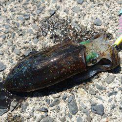 敦賀半島新子調査