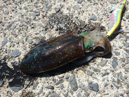 敦賀半島新子調査