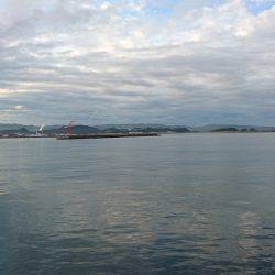 サゴシの処理に追われる