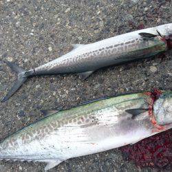 北港釣り公園にて