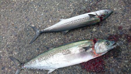 北港釣り公園にて