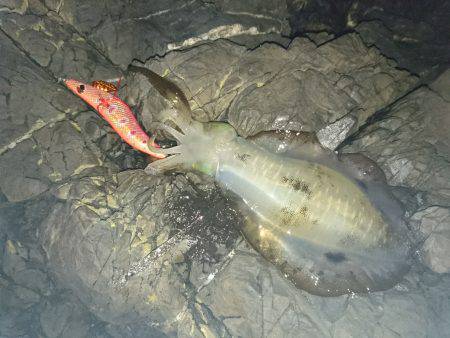 ナイスサイズに変身