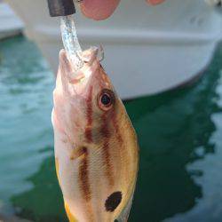 タチウオからのクエ