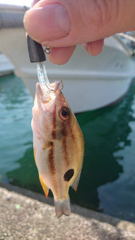 タチウオからのクエ