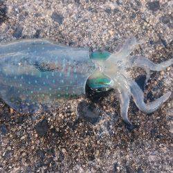 仕事終わり爆釣