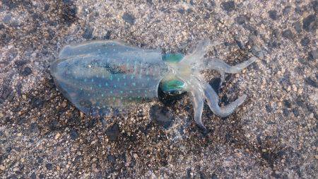 仕事終わり爆釣