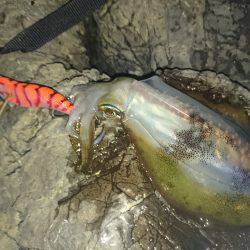 台風前の数釣り(*^^*)♪