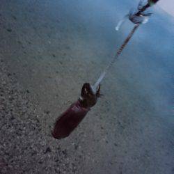 サーフの秋イカは…