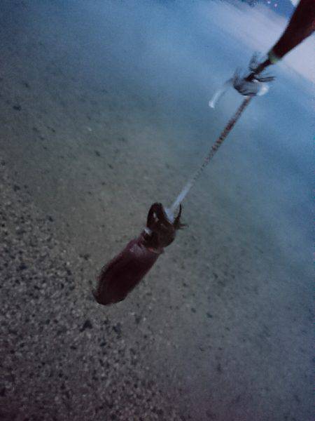 サーフの秋イカは…