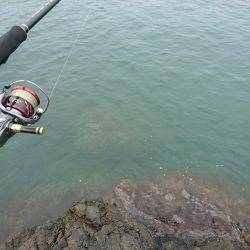 連日の地磯エギング