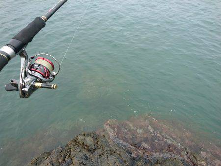 連日の地磯エギング
