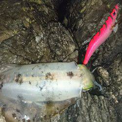 地磯オールナイト