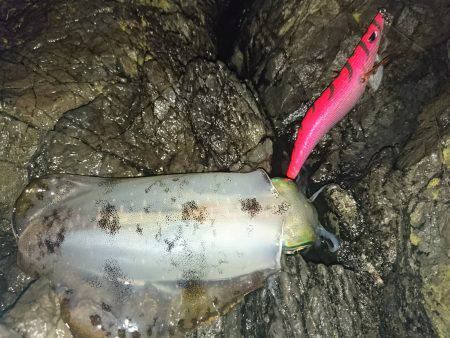 地磯オールナイト