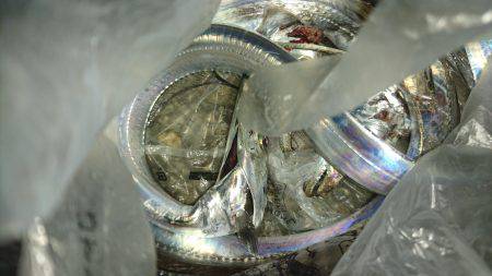 泉佐野タチウオ