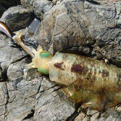 敦賀秋イカ(￣▽￣)地磯