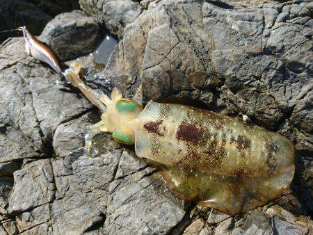 敦賀秋イカ(￣▽￣)地磯