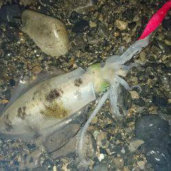 今季秋イカ初のサーフへ