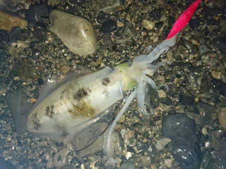 今季秋イカ初のサーフへ