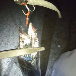 さごしにタチウオ