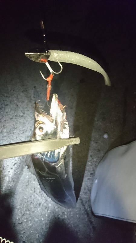 さごしにタチウオ