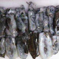 遠征アオリイカ