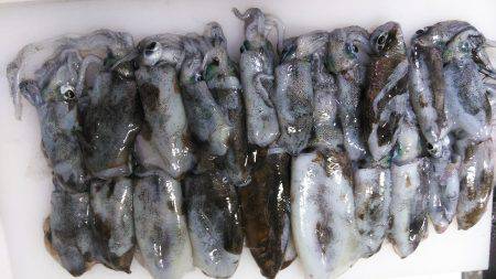 遠征アオリイカ