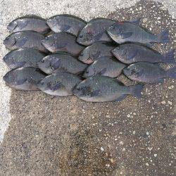 垂水一文字グレ